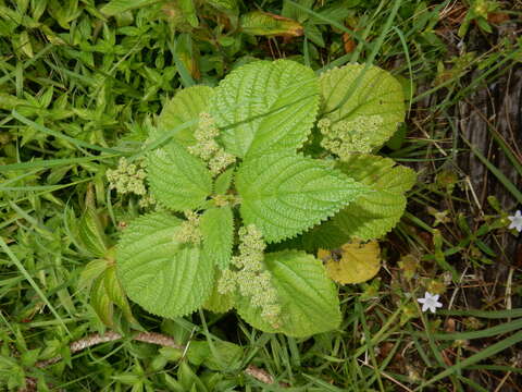 Image of West Indian woodnettle