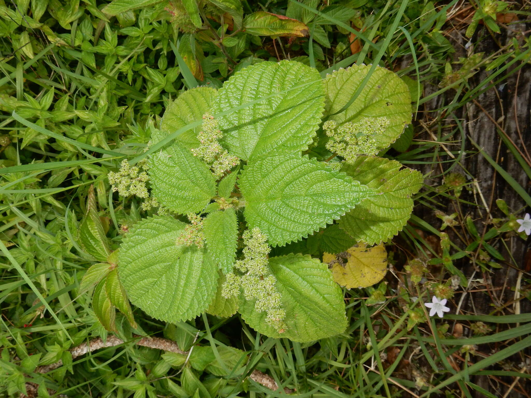 Image of West Indian woodnettle