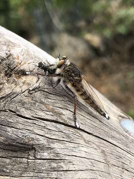 صورة Promachus palmensis Frey 1936