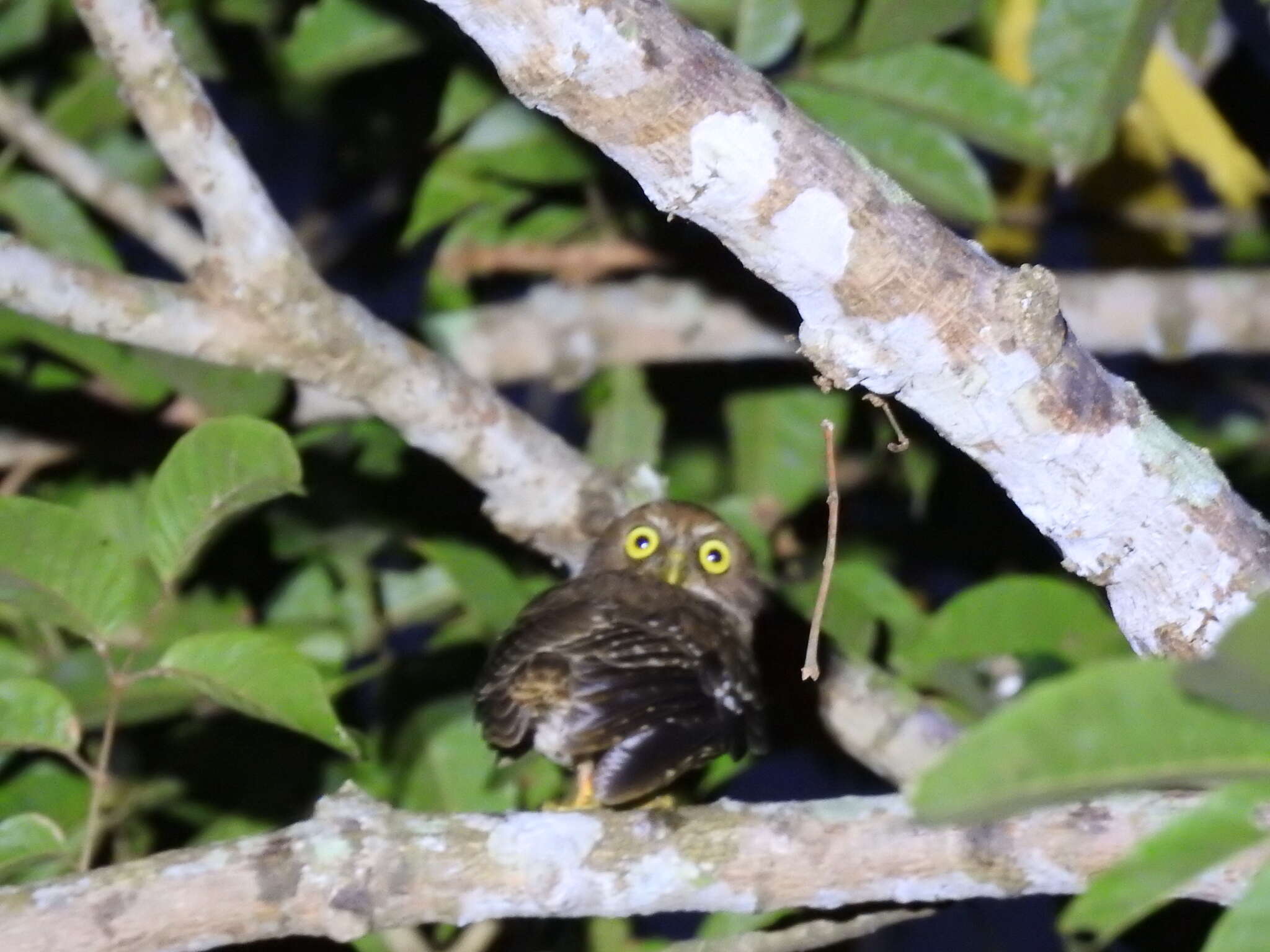 صورة Ninox philippensis Bonaparte 1855