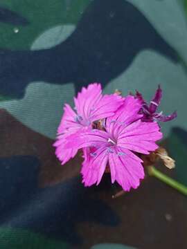 Image of Dianthus carthusianorum subsp. carthusianorum