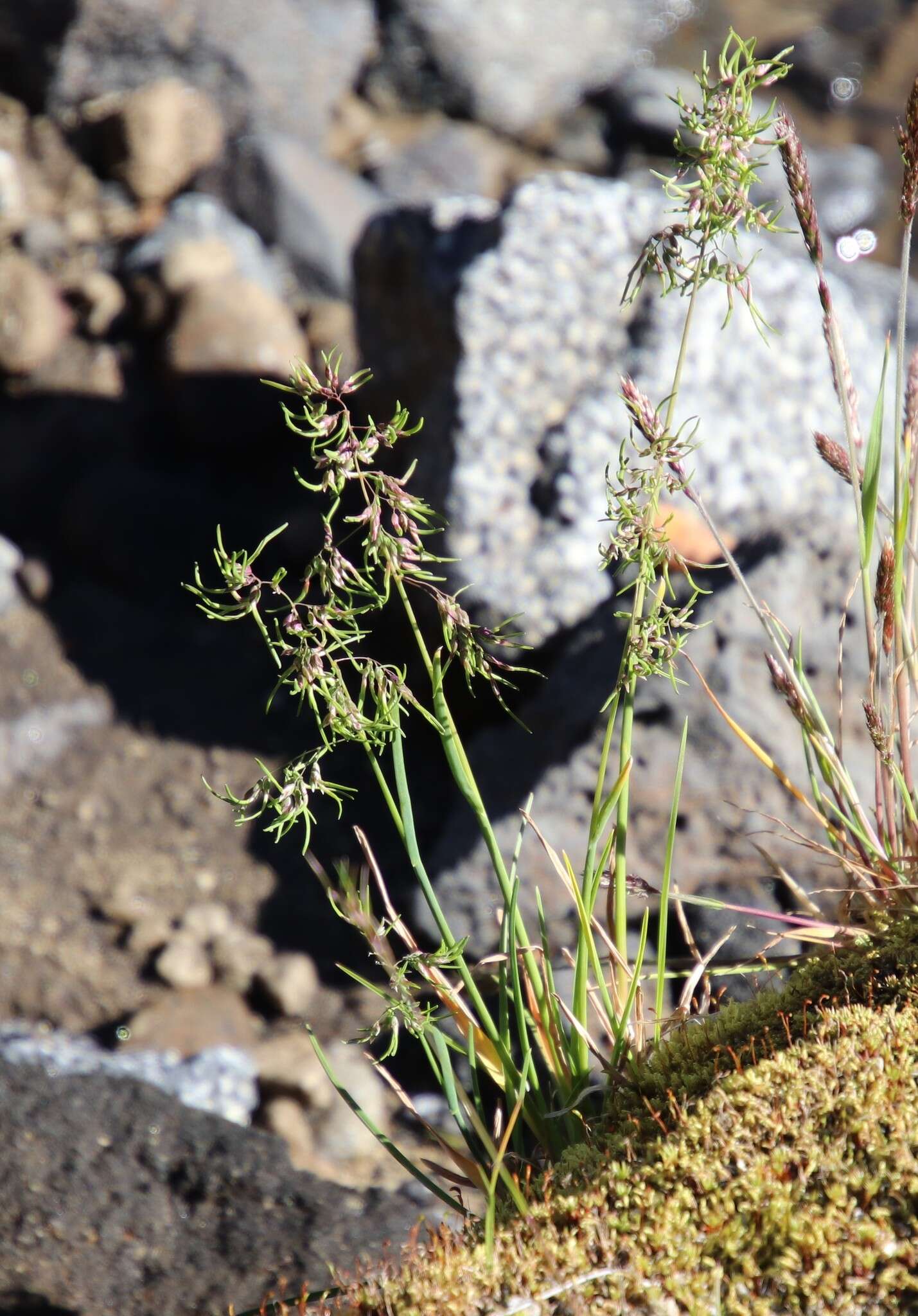 Image of alpine bluegrass