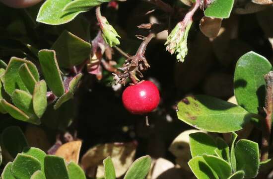 Image of Arctostaphylos uva-ursi subsp. uva-ursi