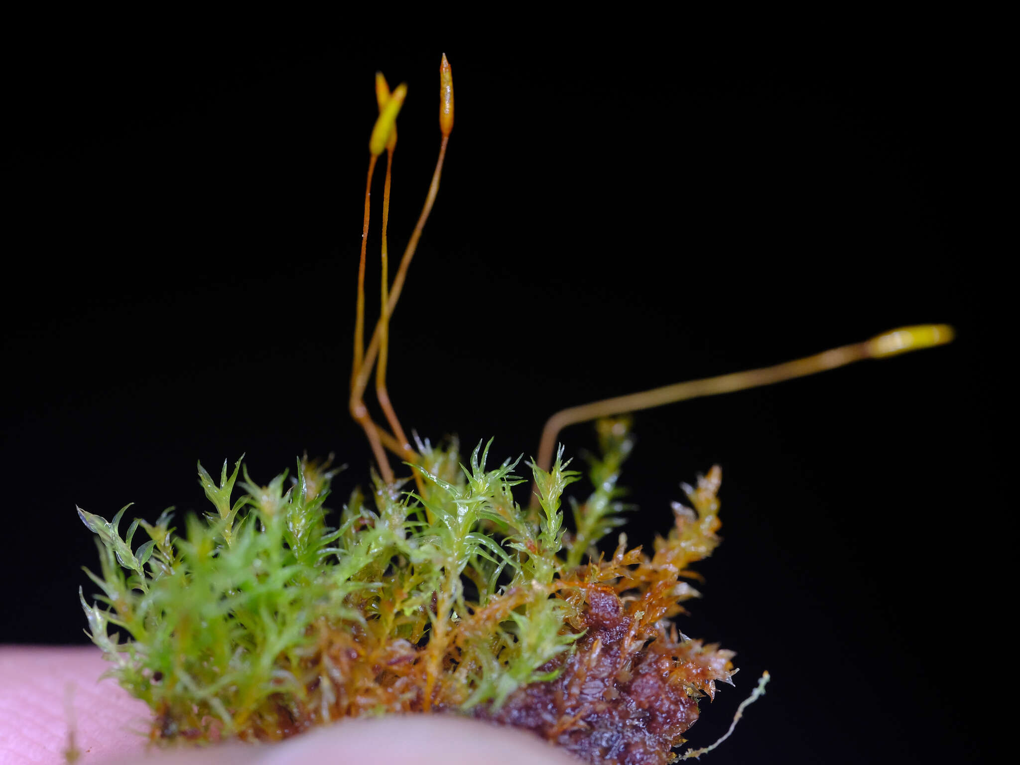 Image of tetraphis moss