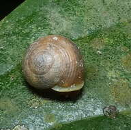 Image of Helicina rotundata