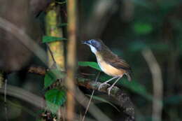 Image of Short-tailed Babbler