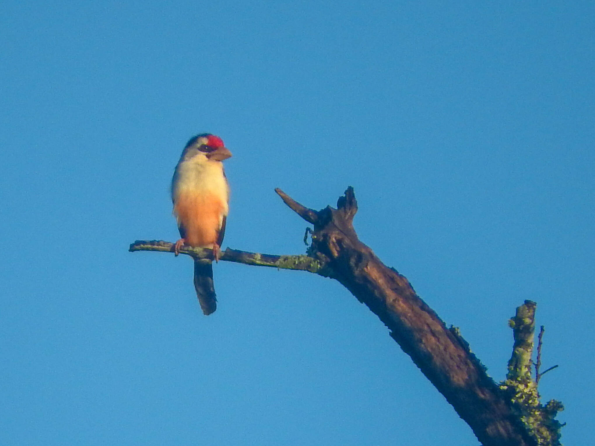 Image of Black-backed Barbet