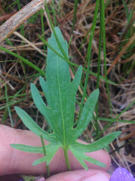 Image of prairie violet