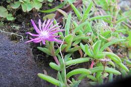 Image of Delosperma zoutpansbergense L. Bol.