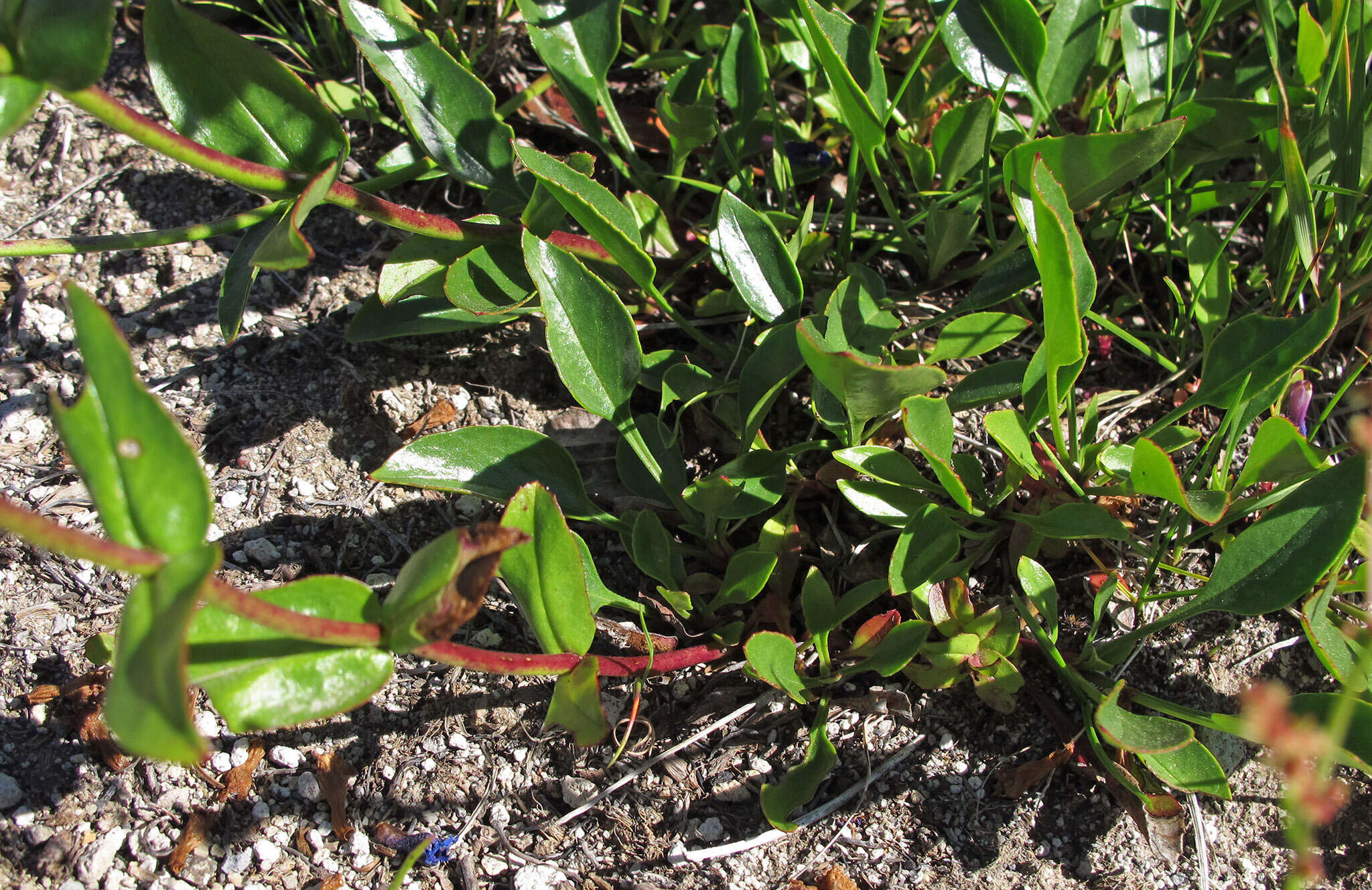 Image of finetooth beardtongue