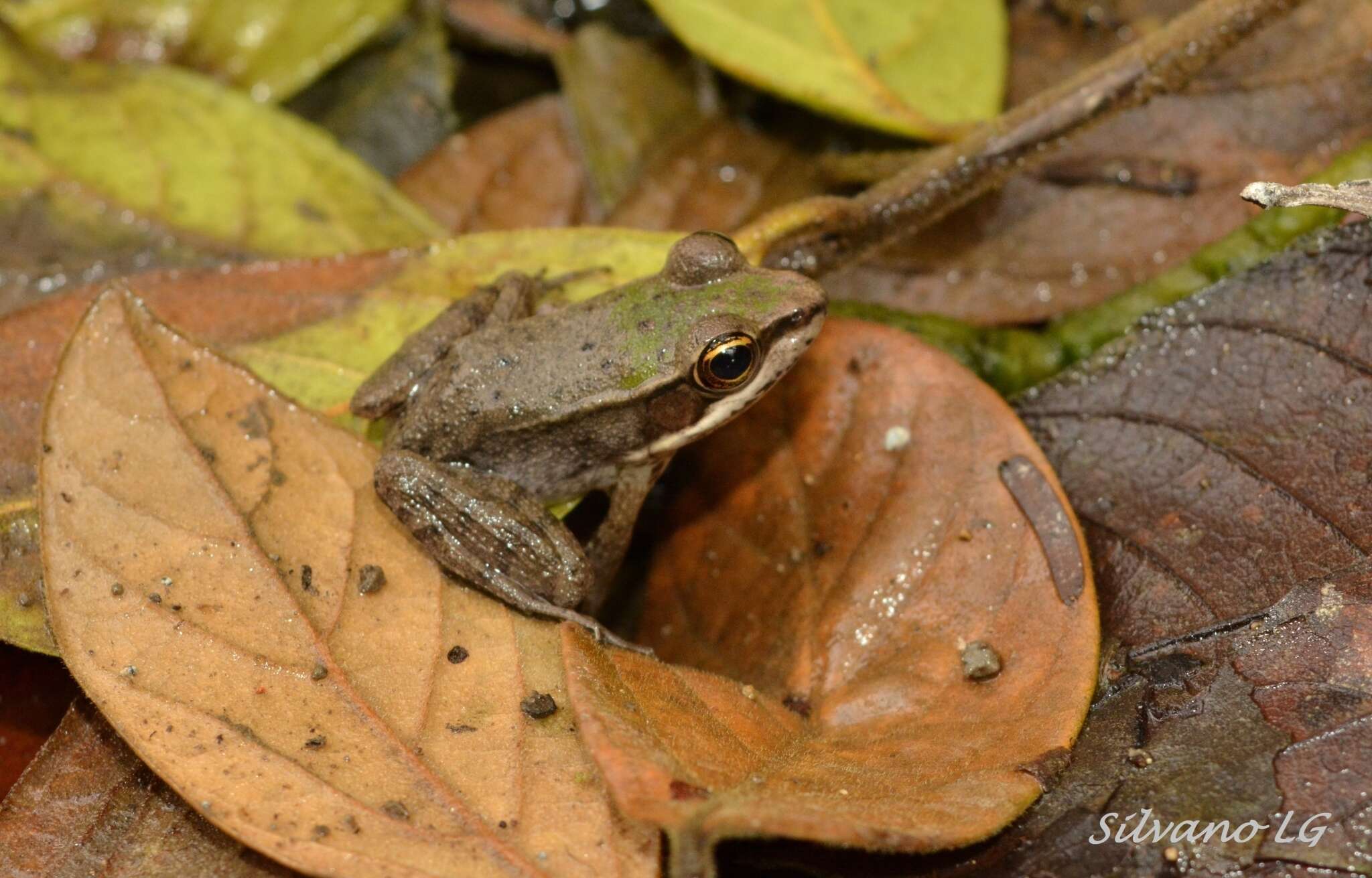 صورة Lithobates vaillanti (Brocchi 1877)