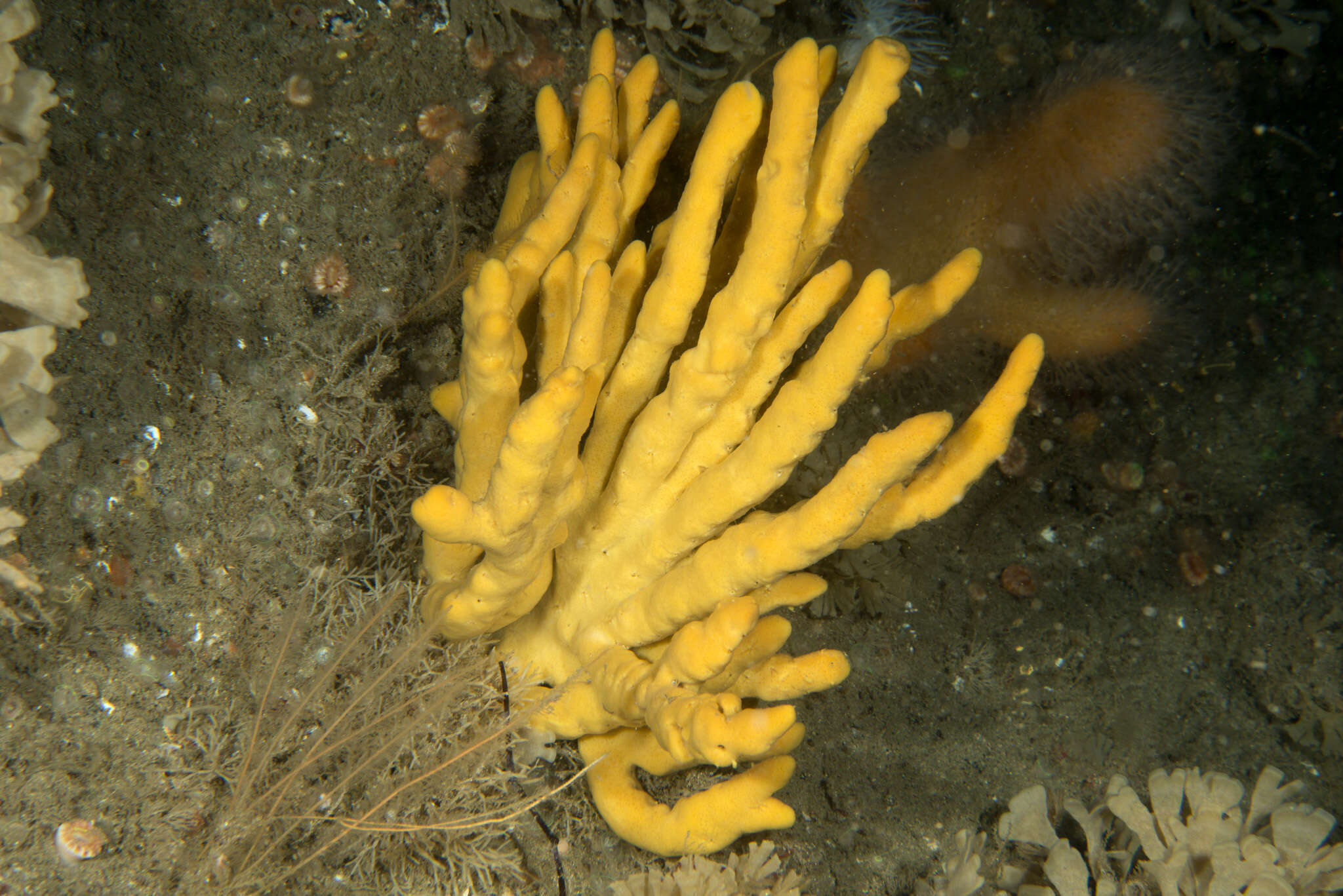 Image of branching sponge