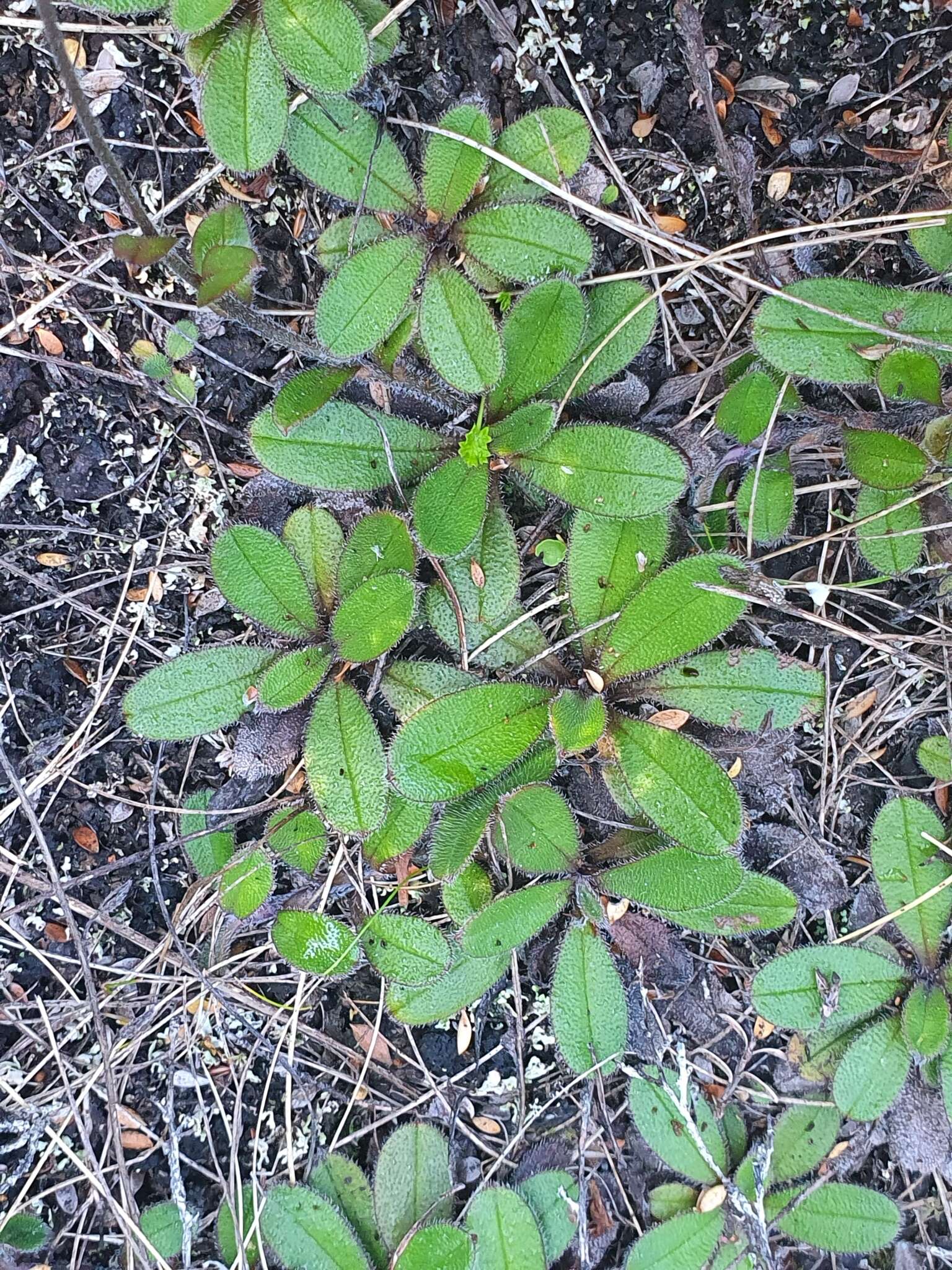 Image of Myosotis laeta Cheesem.