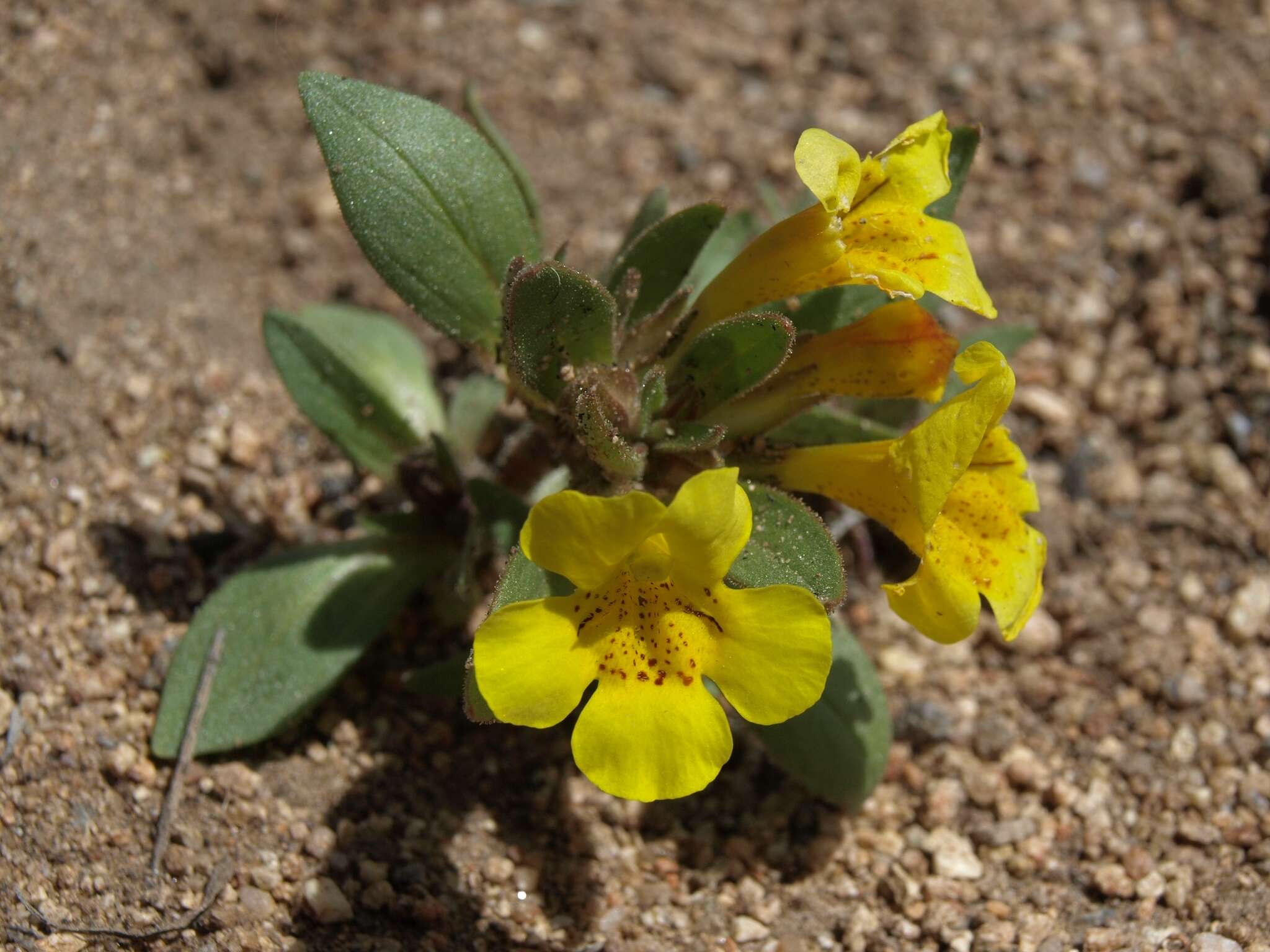 Image of red monkeyflower