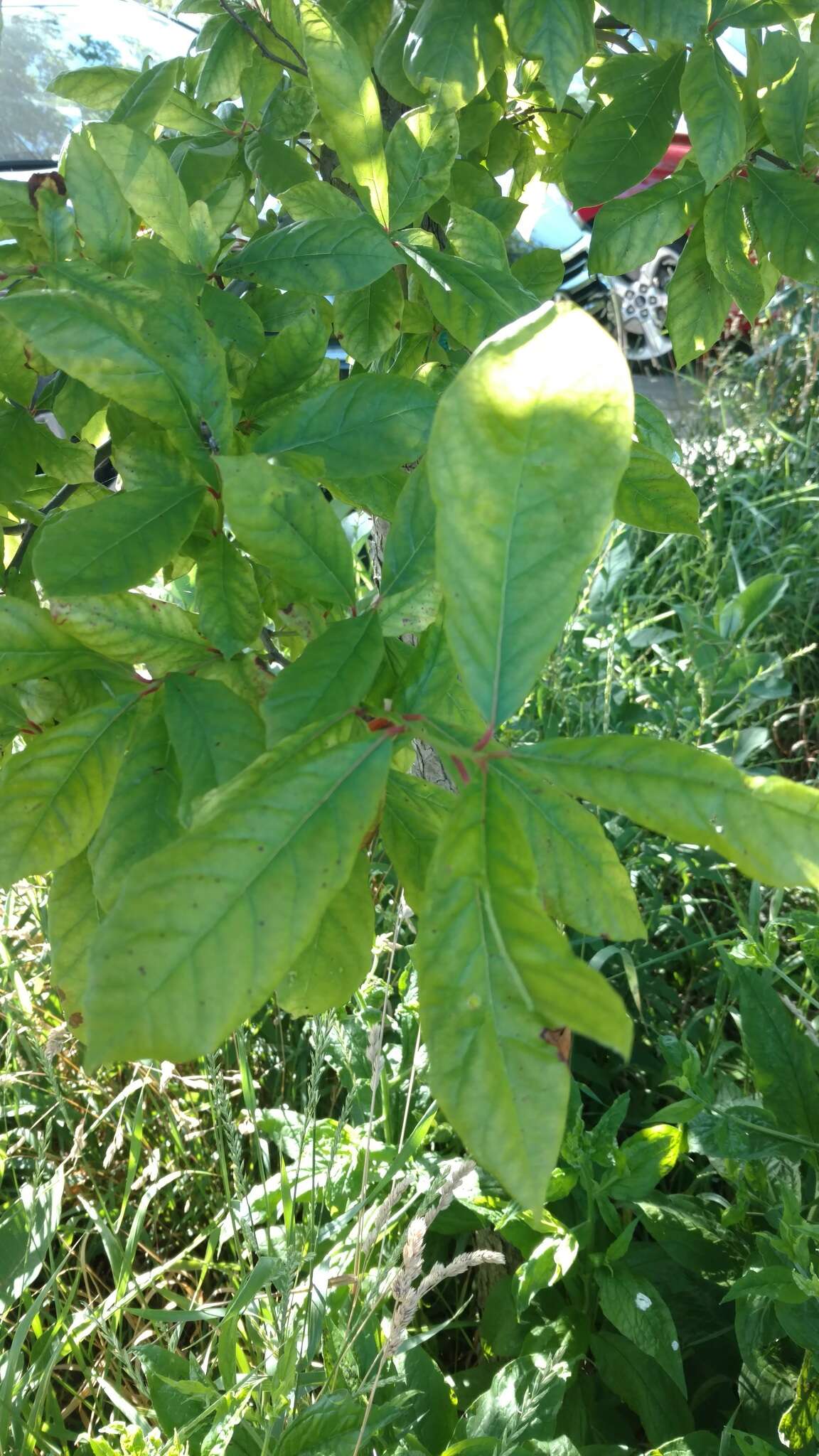 Image of Laurel Oak