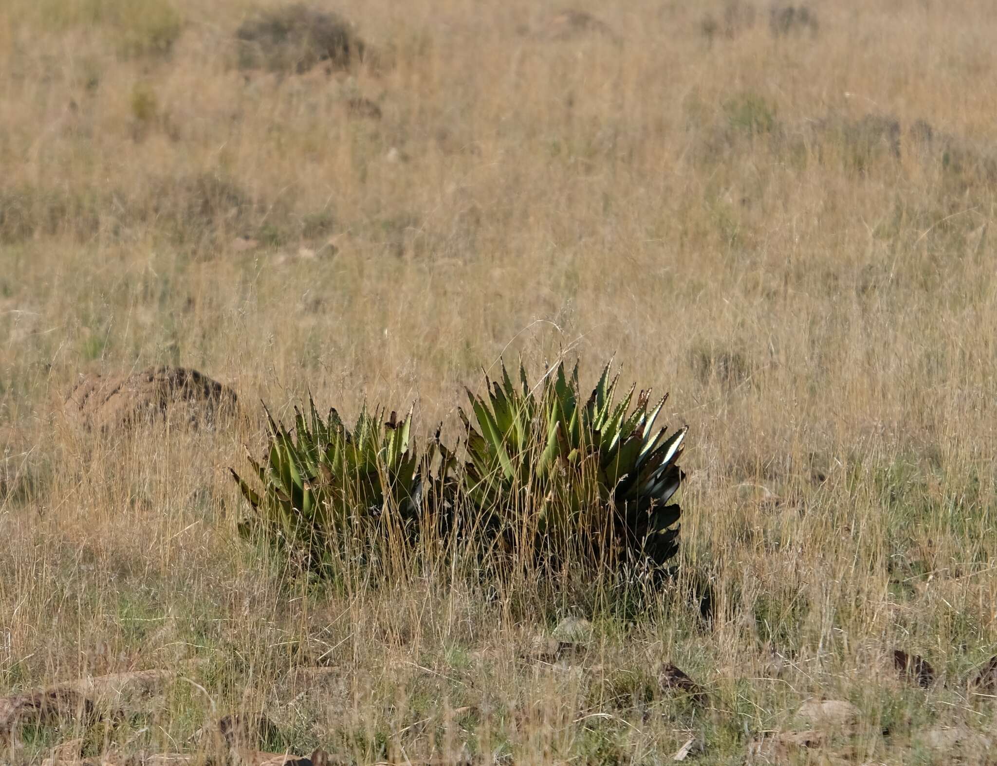 Image of Aloe broomii var. tarkaensis Reynolds