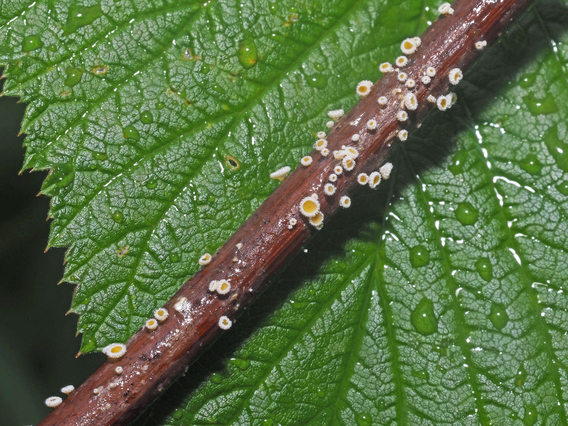 Image of Capitotricha rubi (Bres.) Baral 1985