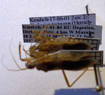 Image of Reduvius testaceus (Herrich-Schaeffer 1848)