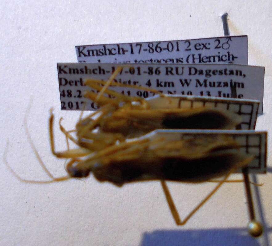 Image of Reduvius testaceus (Herrich-Schaeffer 1848)