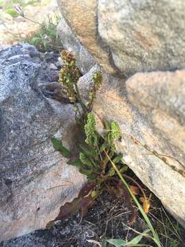 Image of Rumex cordatus Desf.