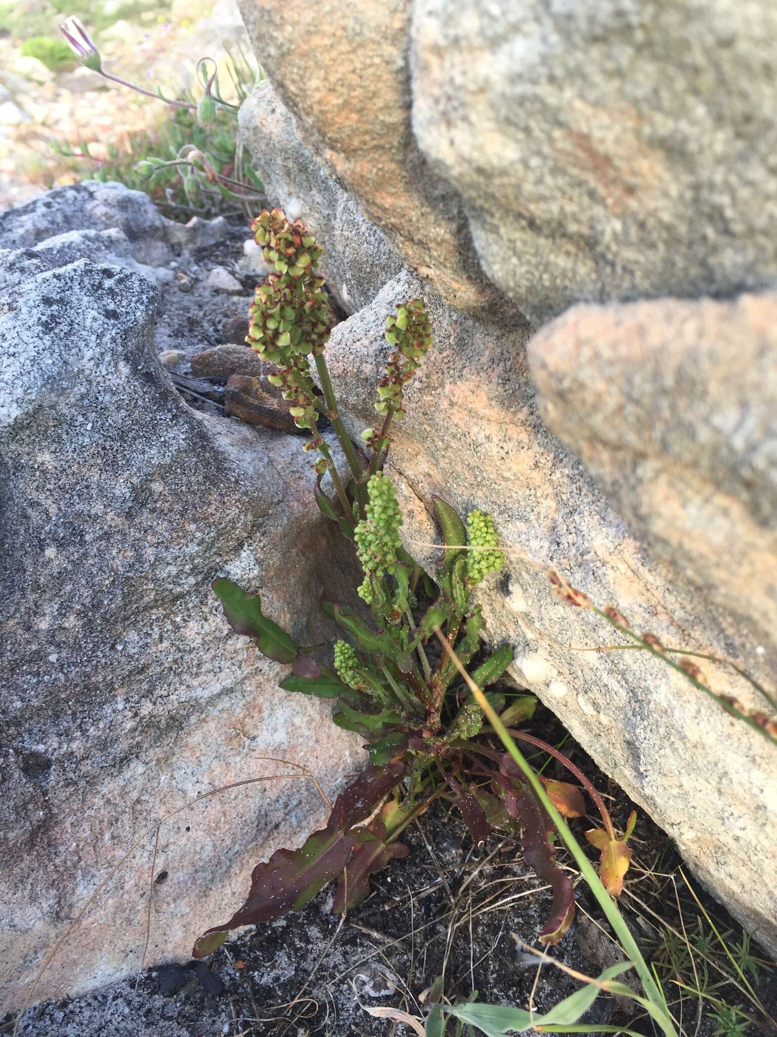 Слика од Rumex cordatus Desf.