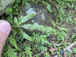 Image of Pteris dimorpha Copel.