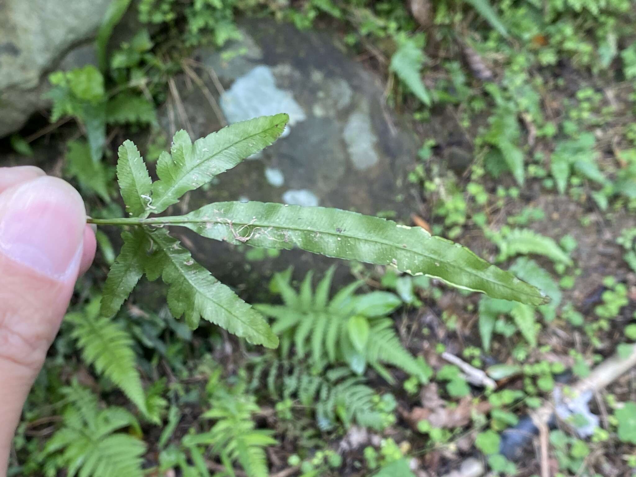 Image of Pteris dimorpha var. prolongata Y. S. Chao, H. Y. Liu & W. L. Chiou