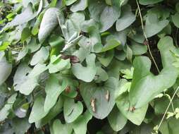 Image de Aristolochia contorta Bunge