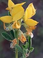 Image of Crotalaria magaliesbergensis