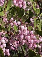 Image of Stanford's manzanita