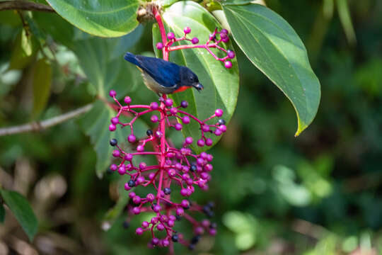 Image of Black-sided Flowerpecker