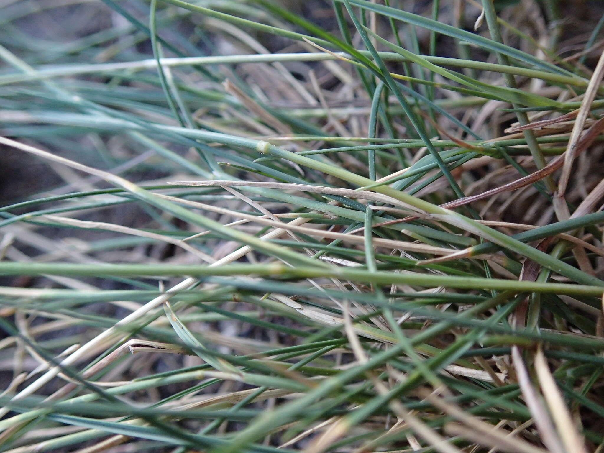 Image of Weeping alkali grass