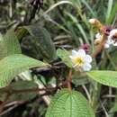 Image of Miconia araguensis Wurdack