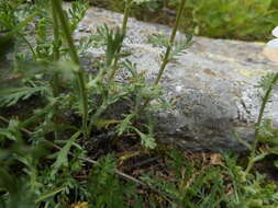 صورة Achillea erba-rotta subsp. moschata (Wulfen) I. B. K. Richardson