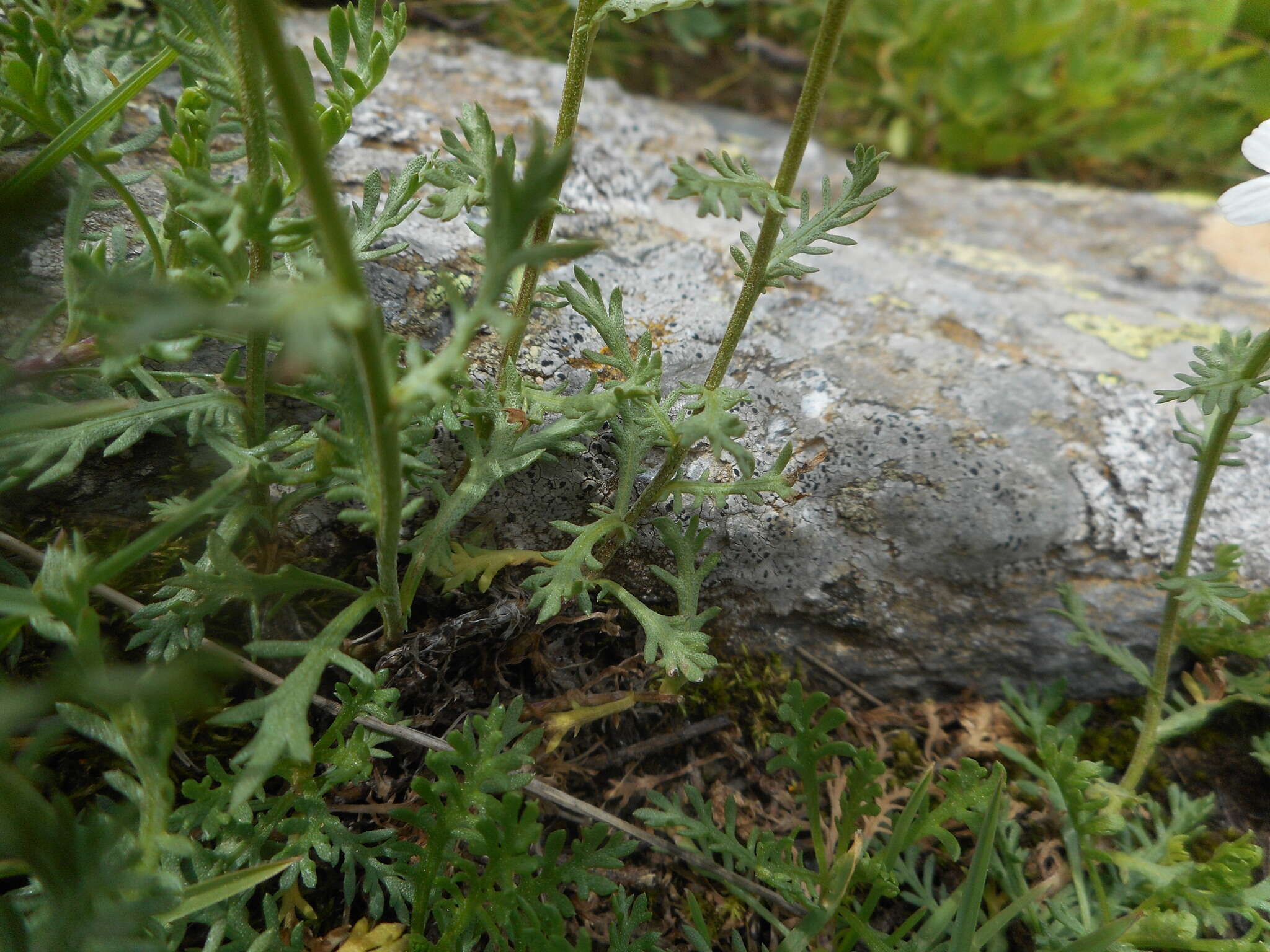 Achillea erba-rotta subsp. moschata (Wulfen) I. B. K. Richardson resmi