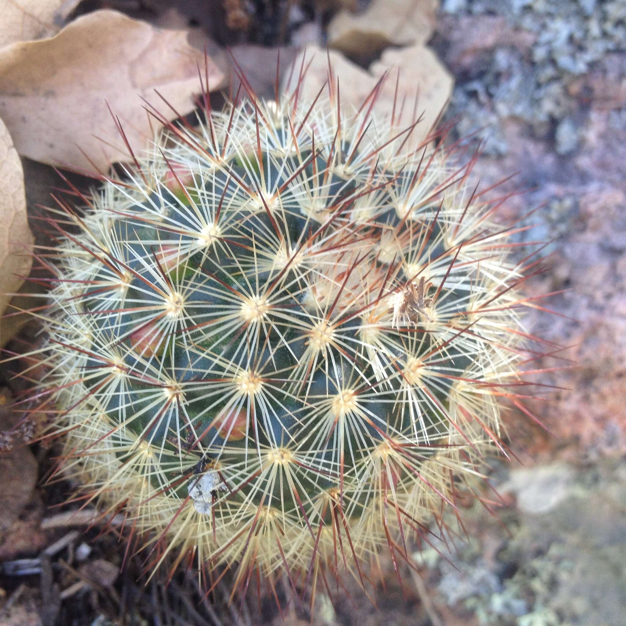 Mammillaria densispina (J. M. Coult.) Orcutt的圖片