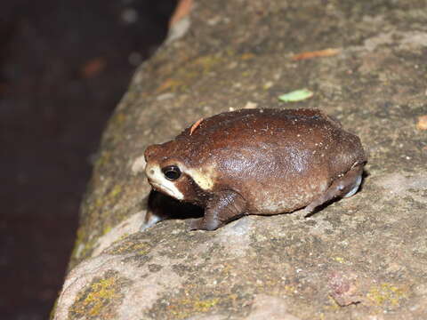 Image of Mozambique Rain Frog