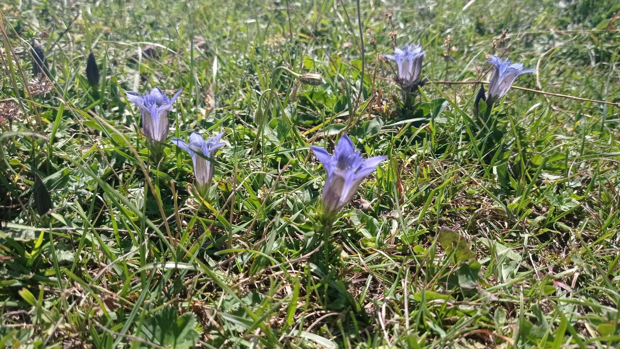 Image of Gentiana septemfida subsp. grossheimii (Doluch.) J. J. Halda