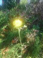 Plancia ëd Sonchus arvensis subsp. arvensis