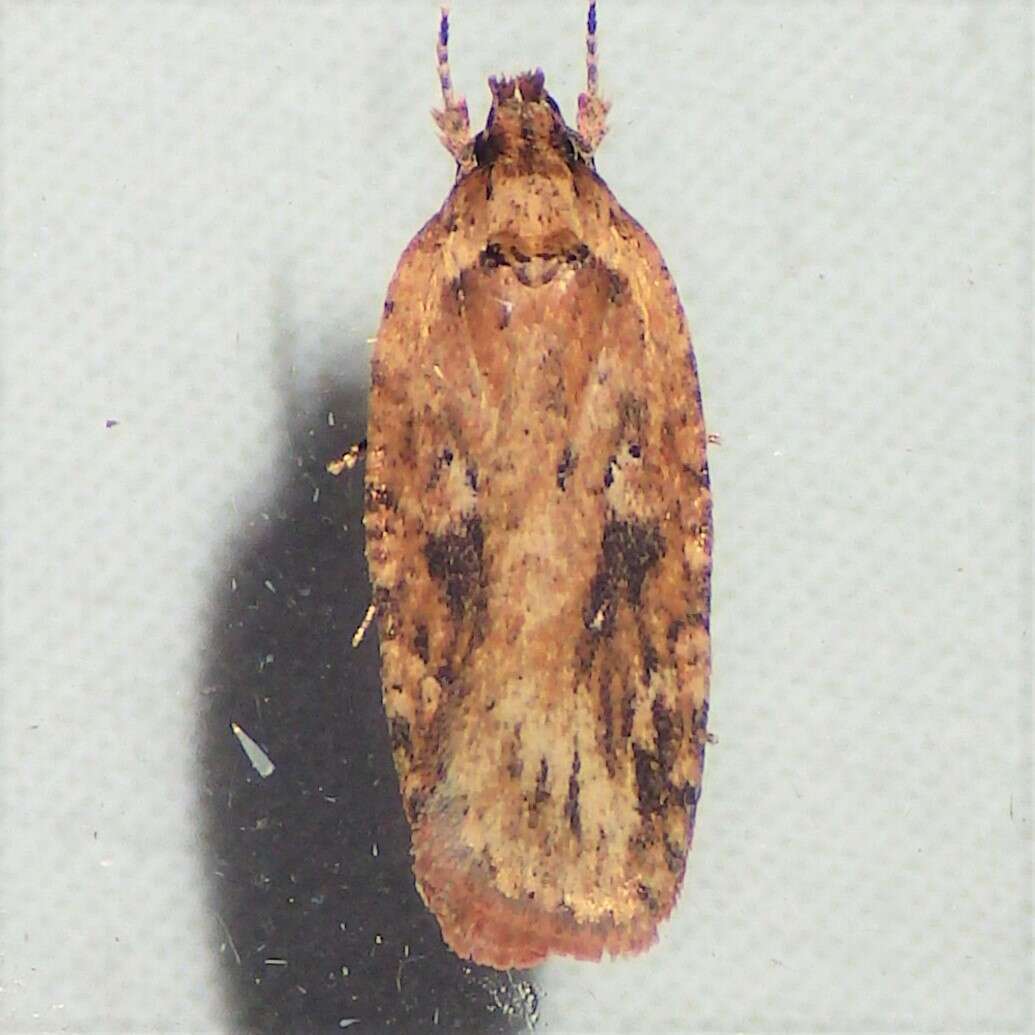 Imagem de Agonopterix pulvipennella Clemens 1864