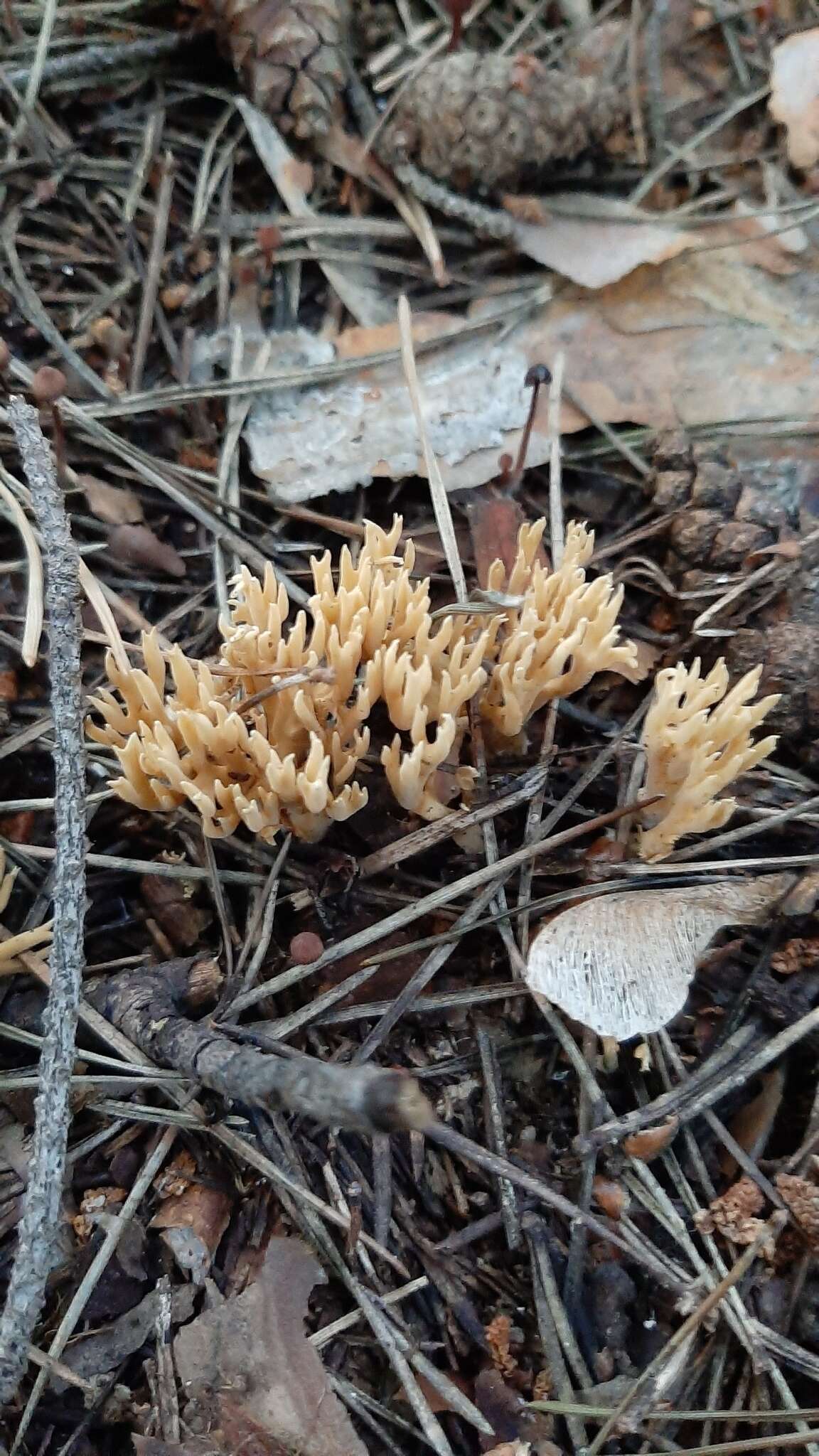 Image of Phaeoclavulina eumorpha (P. Karst.) Giachini 2011