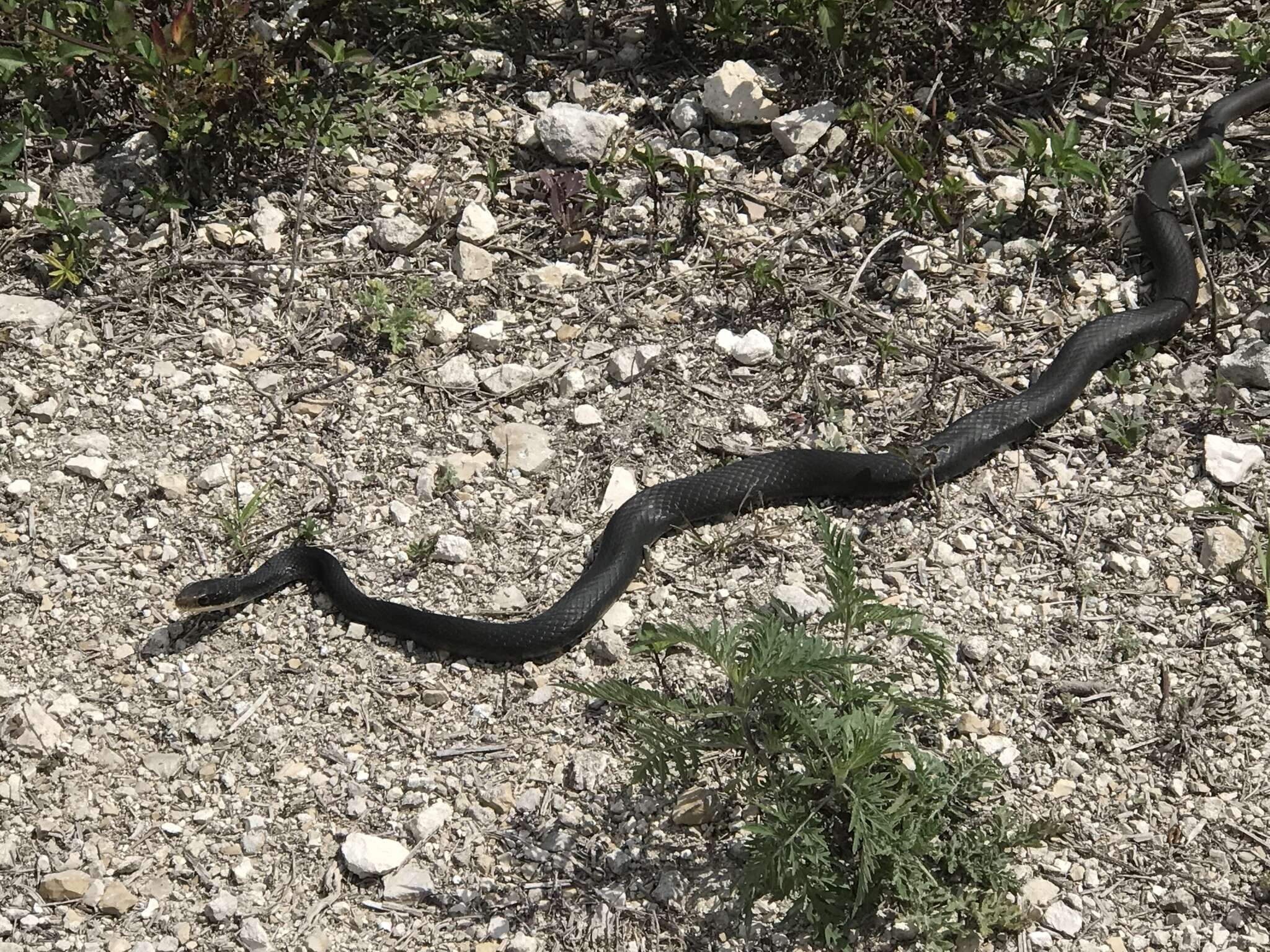 صورة Coluber constrictor paludicola Auffenberg & Babitt 1953