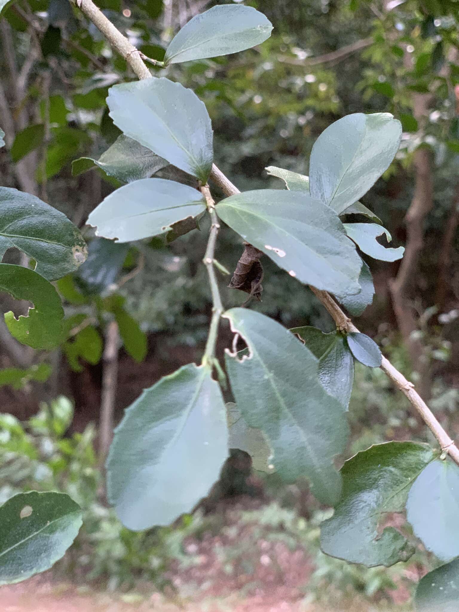 Image of Suregada africana (Sond.) Müll. Arg.