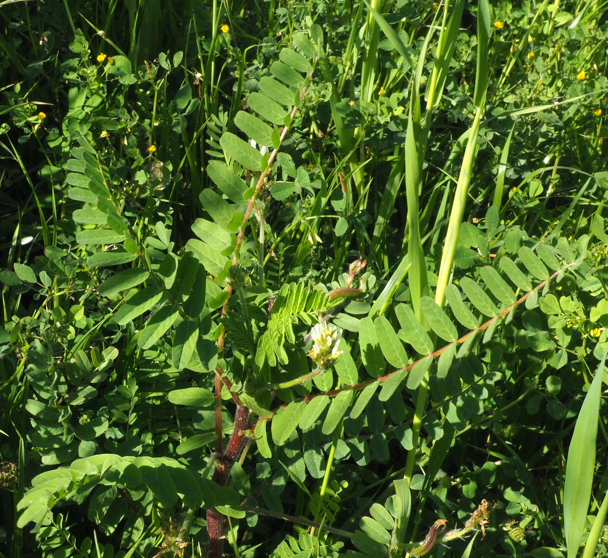 Image of Yellow Milk-vetch