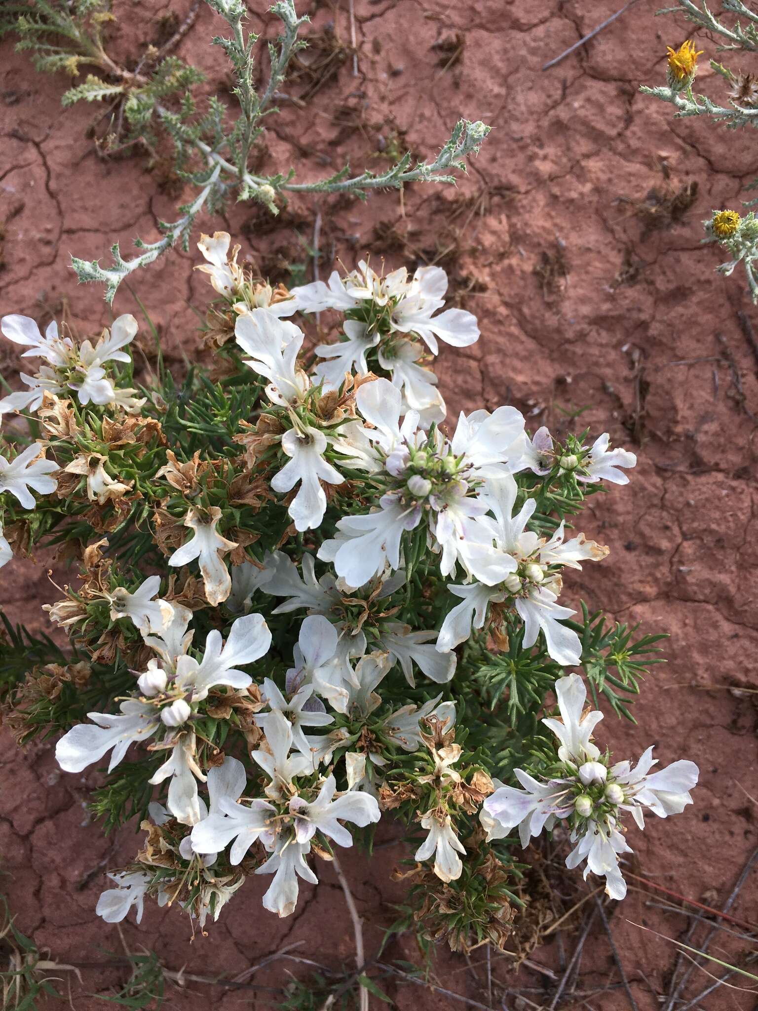 Teucrium laciniatum Torr.的圖片