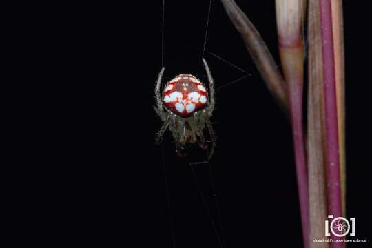 Image of Araneus guttulatus (Walckenaer 1841)