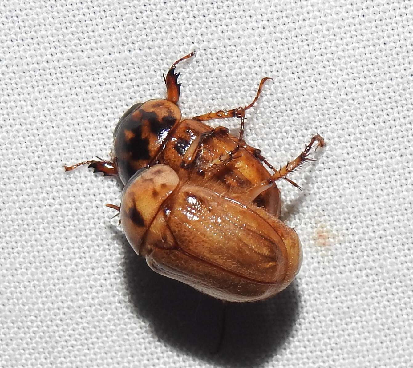 Image of Cyclocephala signaticollis Burmeister 1847