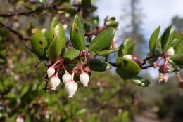 Plancia ëd Arctostaphylos nummularia subsp. nummularia