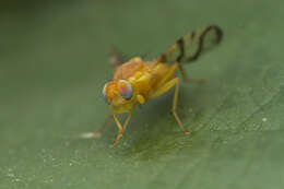 Image of Rose Hip Fly