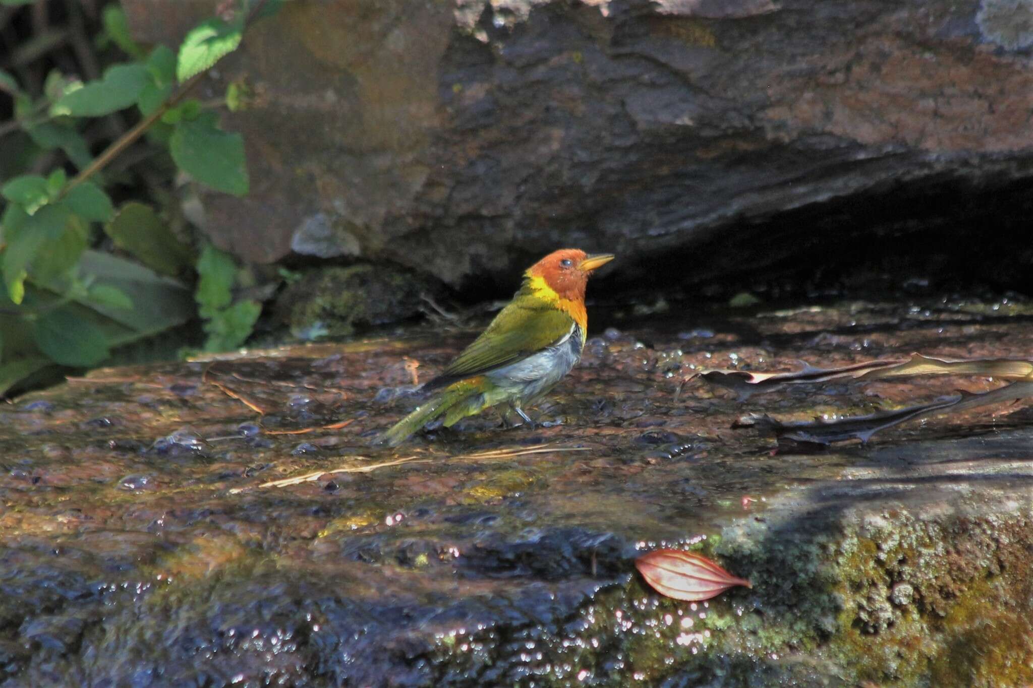 Image of Rufous-headed Tanager